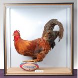 * A large taxidermy French Cockerel (Gallus gallus domesticus), full mount with one leg raised