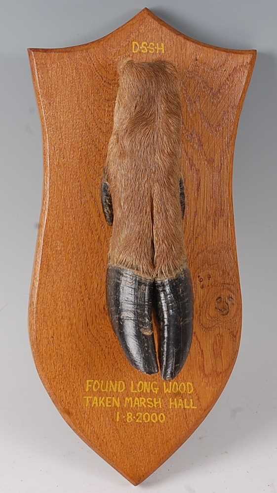 * A modern taxidermy Deer slot mounted on an oak shield, annotated "D.S.S.H Found Long Wood Taken