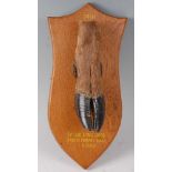 * A modern taxidermy Deer slot mounted on an oak shield, annotated "D.S.S.H Found Long Wood Taken