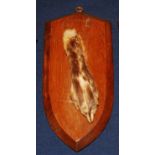 * A taxidermy Fox (Vulpes vulpes) pad, mounted on an oak shield, h.21cm.Condition report: From ‘A