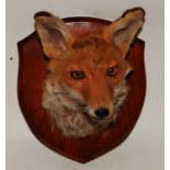 * An early 20th century taxidermy Fox (Vulpes vulpes) mask, mounted on an oak shield, bearing a