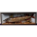 * A taxidermy Pike (Esox lucius), mounted in a naturalistic setting within an ebonised glazed