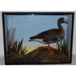 * A late Victorian taxidermy White Fronted Goose (Anser albifrons frontalis), mounted in a