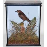 * A taxidermy juvenile Starling (Sternus vulgaris), mounted on a stump in a naturalistic setting,