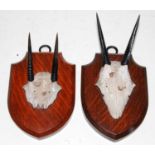 * A pair of Diki-dik (Madoqua) horns on cut upper skulls and mounted on an oak shield, one bearing a