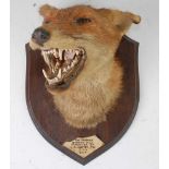 * A mid-20th century taxidermy Fox (Vulpes vulpes) mask, adult mount slightly facing right, on an