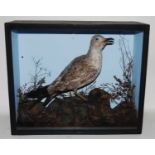 * A taxidermy Great Black Backed Gull (Larus marinus), mounted in a naturalistic setting, within a