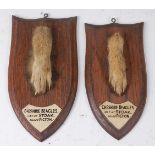 * Two mid-20th century taxidermy Fox (Vulpes vulpes) pads, each mounted on an oak shield and with