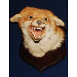 * An early 20th century taxidermy Fox (Vulpes vulpes) mask, mounted on a shield, bearing a label