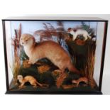 * Attributed to Fred Ashton, a taxidermy Otter (Lutra lutra) with cub together with an Ermine