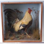 * An early 20th century Bantam Cockerel (Gallus gallus), mounted in a naturalistic setting, within a