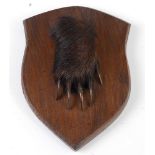 * A mid-20th century taxidermy Badger (Meles meles) pad, mounted on an oak shield, bearing a label