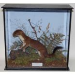 * A taxidermy Irish Stoat (Mustela erminea hibernica), mounted in a naturalistic setting, within a
