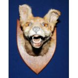 * A mid-20th century taxidermy Fox (Vulpes vulpes), mounted on an oak shield, bearing a label