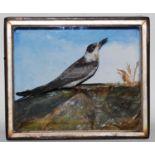 * An early 20th century taxidermy Black Tern (Chlidonias niger), mounted on a naturalistic outcrop