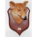 * An early 20th century taxidermy Fox (Vulpes vulpes) mask, mounted on an oak shield with ivorine