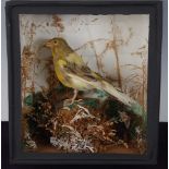 * An early 20th century taxidermy Canary (Serinus canaria domestica), possibly a Serin Finch (