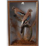 A brace of late Victorian taxidermy Jays (Garrulus glandarius), each mounted on a branch and