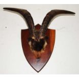 * A pair of taxidermy Goat (Capra aegagrus hircus) horns on cut upper skull, mounted on an oak