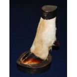 * A 20th century taxidermy Deer slot, having a silver mounted base and silver cap inscribed