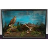 * A taxidermy pair of Sparrowhawk (Accipiter nisus), one mounted on a branch the other with prey,