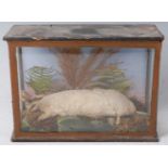 A late Victorian taxidermy Albino mole (Talpa europaea), mounted in a naturalistic setting against a