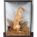 * A taxidermy Stoat (Mustela erminea) in summer coat, mounted in a naturalistic setting, within a