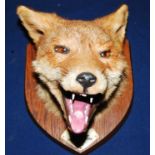 * A 20th century taxidermy Fox (Vulpes vulpes) mask, mounted on an oak shield, bearing a plaque "S.
