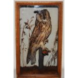 * A circa 1900 taxidermy Long-eared Owl (Asio otus), mounted perched on a branch in a naturalistic