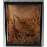 * An early 20th century taxidermy Corn crake (Crex crex), mounted in a naturalistic setting within a