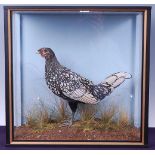 * A taxidermy silver black-laced Sebright Hen (Gallus gallus domesticus) exhibition bird, bearing