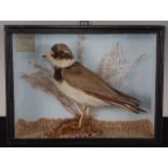 * An early 20th century taxidermy Ringed Plover (Charadrius hiaticula), mounted in a naturalistic