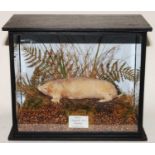 * A taxidermy Mole (Talpa europaea), mounted in a naturalistic setting, within a glazed display
