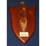 * An early 20th century taxidermy Fox (Vulpes vulpes) pad, mounted on an oak shield, bearing a