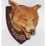 * A mid-20th century taxidermy Fox (Vulpes vulpes) mask, mounted on an oak shield annotated "