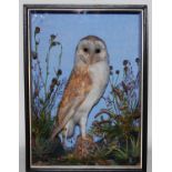 * A Victorian taxidermy Barn Owl (Tyto alba), full mount on a stump in a naturalistic setting within