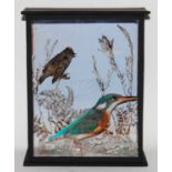 * A taxidermy Firecrest (Regulus ignicapilla) and Kingfisher (Alcedo athis), mounted in a snow