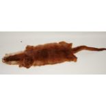 * A taxidermy Otter (Lutra lutra) pelt, 131cm nose to tail.Condition report: From ‘A Broad