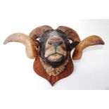 * An early 20th century taxidermy Norfolk Black (Ovis aries) rams head, on an oak shield shaped