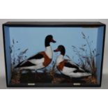 * A pair of taxidermy Shelduck (Tadorna cornuta), each mounted facing each other with a label