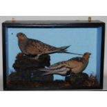 * A pair of Victorian taxidermy Pallas's Sandgrouse (Syrrhaptes paradoxus), mounted in a