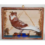 * An early 20th century Old Dutch Capuchine (Columba liva), mounted within a glazed display case,