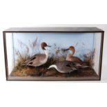 * A large taxidermy trio of Pintail ducks (Anus acuta), to include two male and one female,