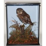* A taxidermy Little Owl (Athene noctia), mounted in a naturalistic setting with painted back board,