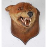 * A taxidermy Fox (Vulpes vulpes) mask, adult head mount turned slightly to the left, mounted on