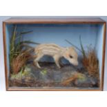 * A taxidermy Wild Boar Piglet (Sus scrofa), mounted in a naturalistic setting within a glazed