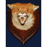 * An early 20th century taxidermy Fox (Vulpes vulpes) mask, adult head mount looking straight
