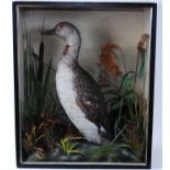 * A late Victorian taxidermy Red Throated Diver (Gavia stellata), mounted in a naturalistic