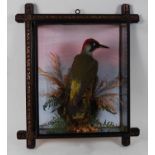 * A taxidermy Green Woodpecker (Picus viridis), mounted on a branch amongst foliage against a