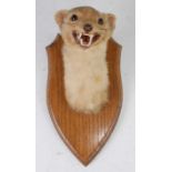 * A 20th century taxidermy Pine marten (Martes martes) mask, mounted on an oak shield, h.25cm.